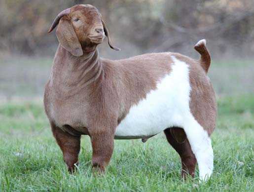 Boer and Kalahari Red goats for sale